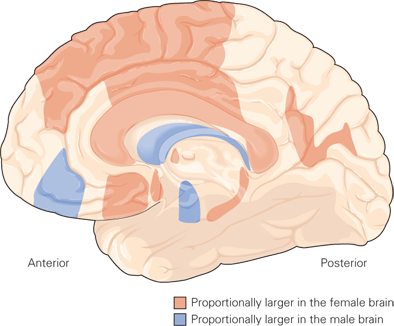 Brain Dimorphism